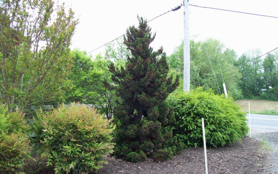 Cryptomeria ‘Black Dragon’_3461