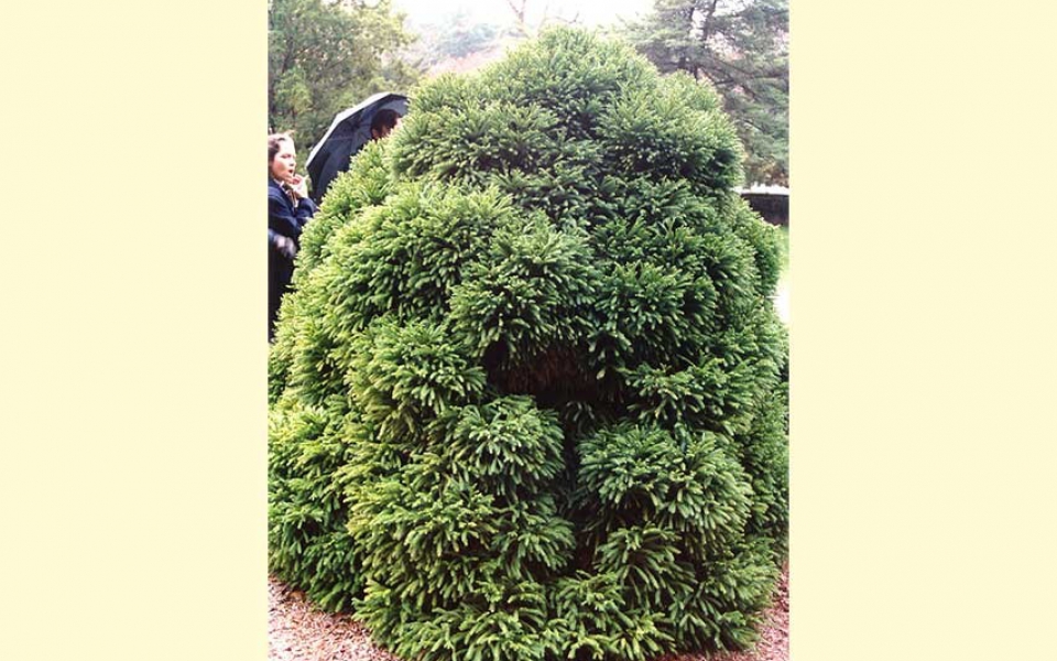 Cryptomeria-jap-‘Globosa-Nana’-_recrop