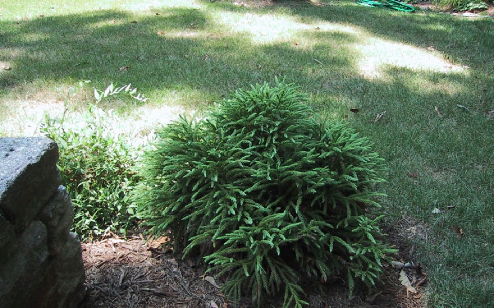 Cryptomeria jap ‘Globosa Nana’_2954