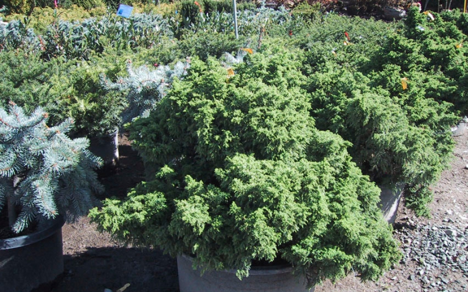 Cryptomeria jap ‘Tansu’_3190