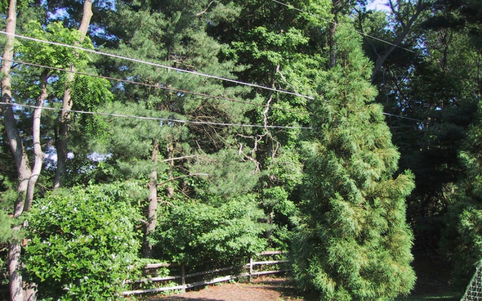 Cryptomeria jap_3821