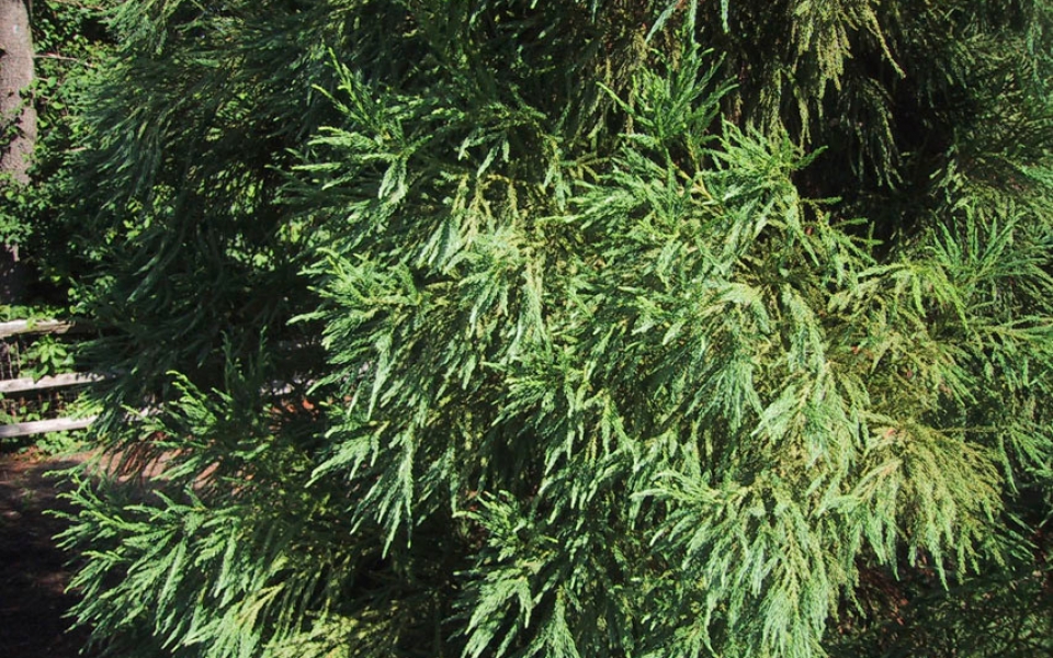 Cryptomeria jap_3822