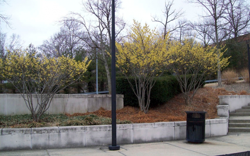 Hamamelis  ‘Arnold’s Promise’_2037
