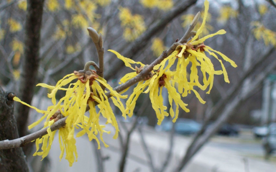 Hamamelis ‘Arnold’s Promise’_2039