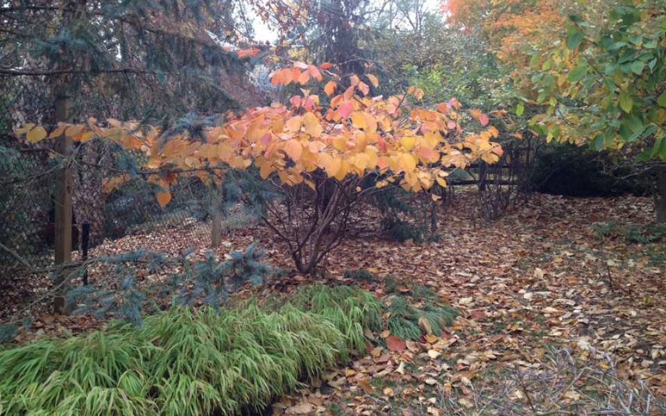 Hamamelis, fall_1522
