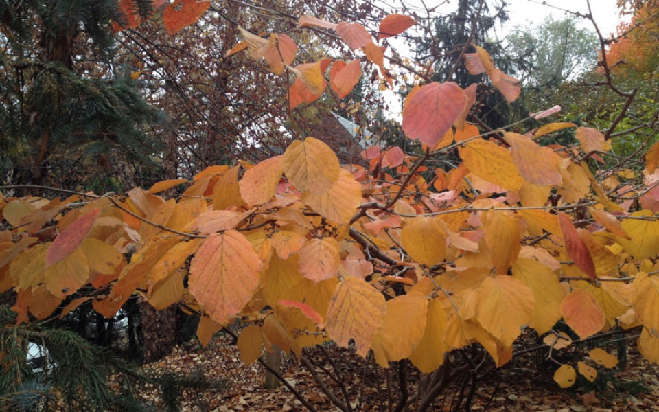 Hamamelis, fall_1523