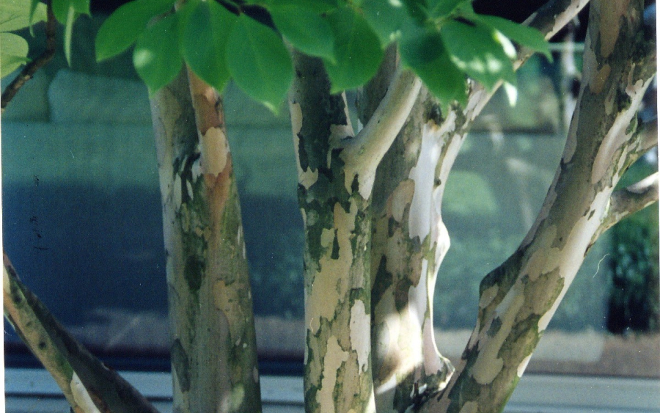 Stewartia pseudo._002