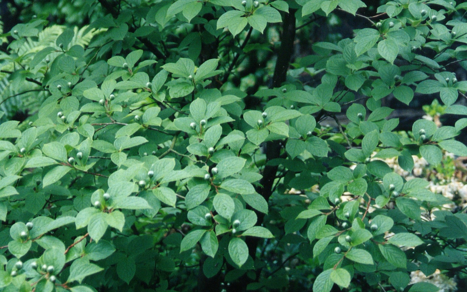 Stewartia pseudo._003