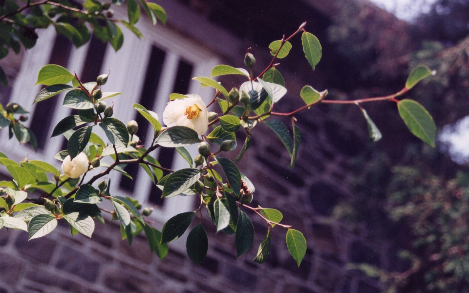Stewartia pseudo._004