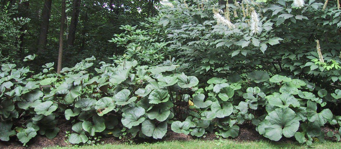 Woodland_Garden_3_1-1140x500_c
