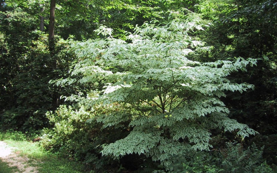 Cornus k. ‘Wolf Eyes’_1230_1