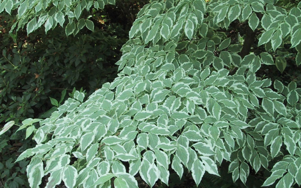 Cornus k. ‘Wolf Eyes’_1231_1