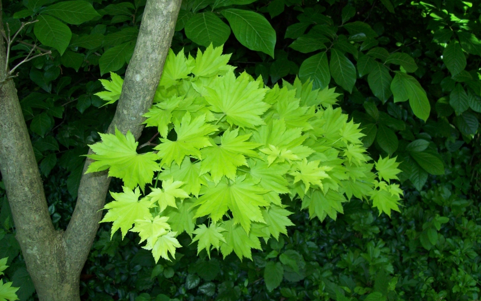 130805302-acer pal. _shirasawanum aureum__3509