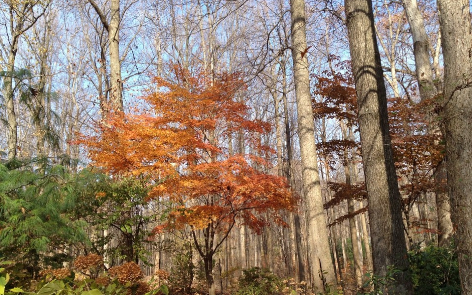 Acer pal. 'Shirasawanum Aureum'