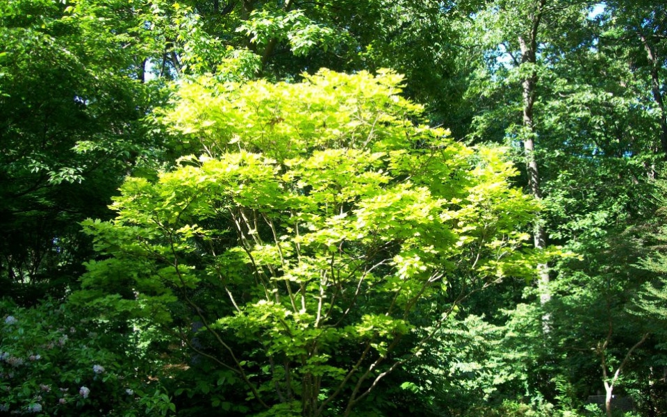 130805339-acer pal. _shirasawanum aureum__3508