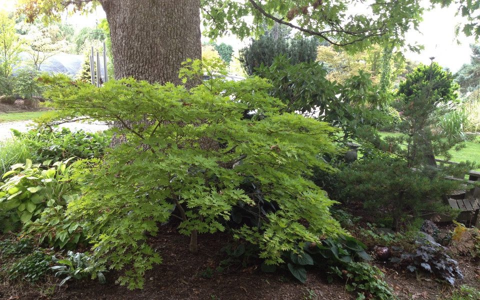 Acer pal. 'Autumn Moon'