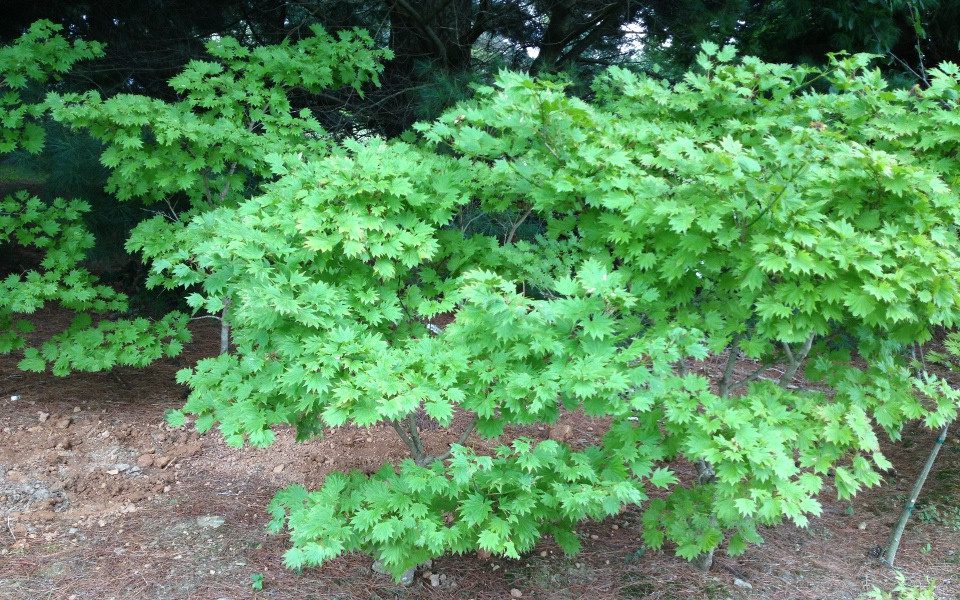 Acer pal. 'Autumn Moon'