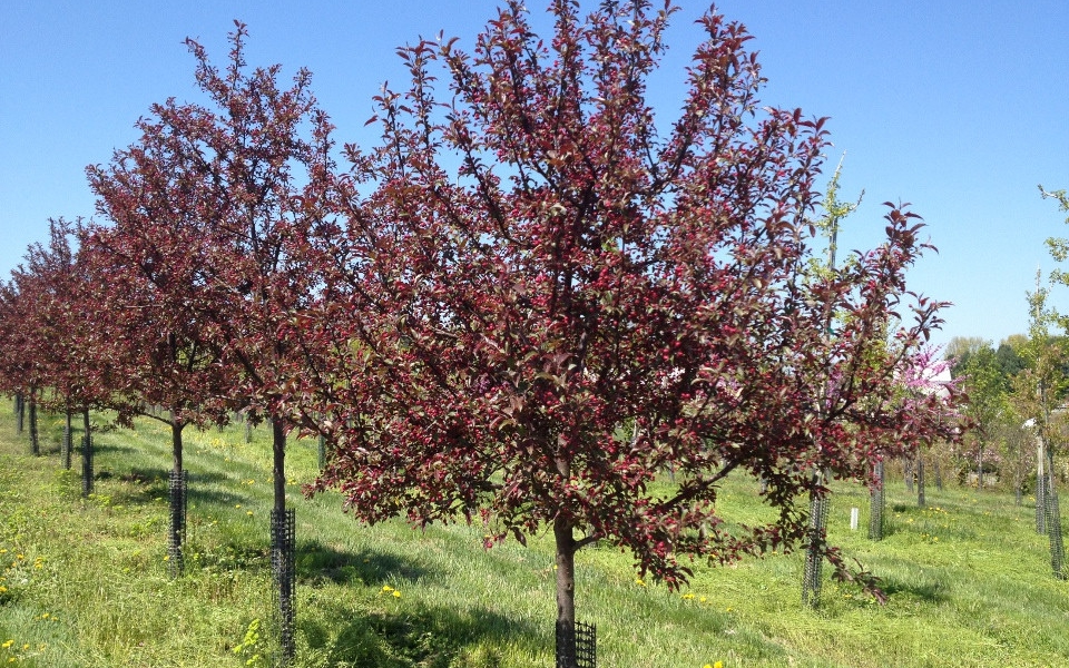 Malus ‘Royal Raindrops’ _0595