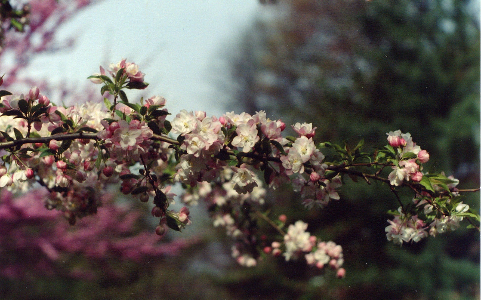 Malus floribunda_Flower_002