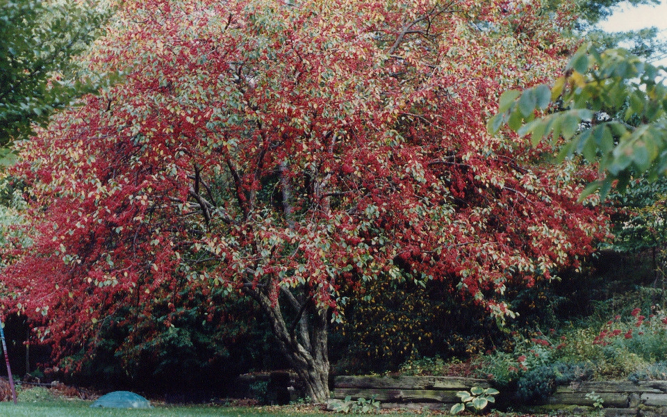 Malus floribunda_Fruit_003