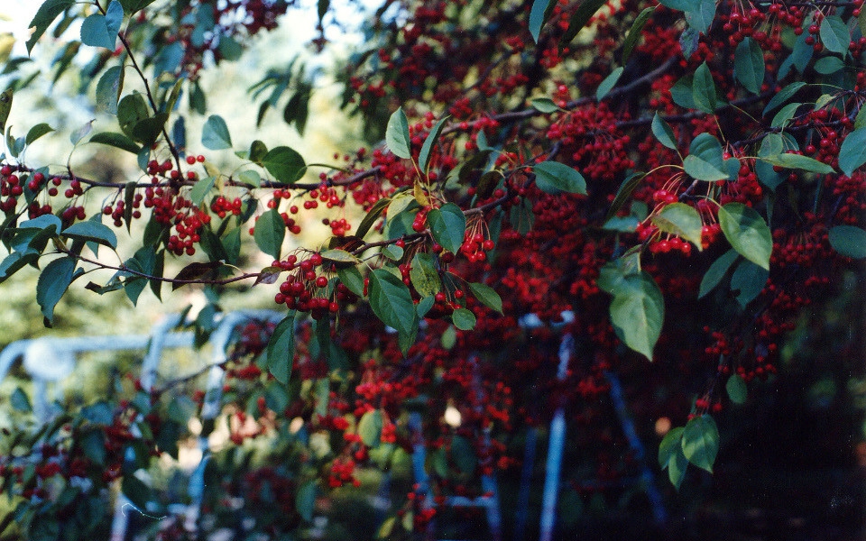 Malus floribunda_Fruit_004