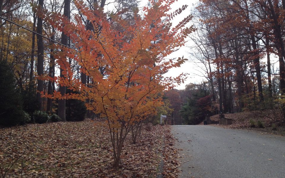 Lagerstroemia indica, fall_1540
