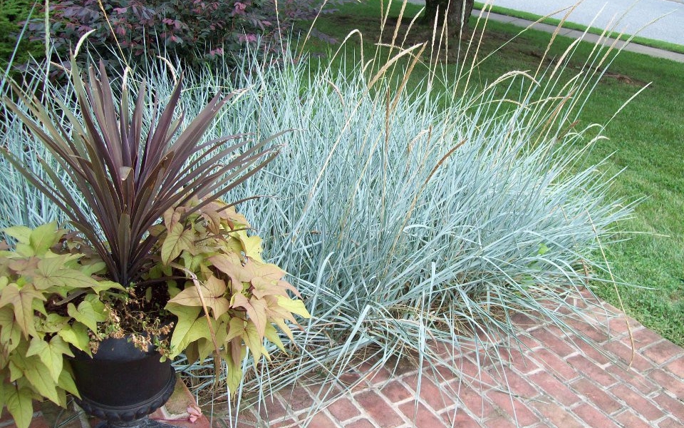 Leymus ar. ‘Blue Dune’_3899