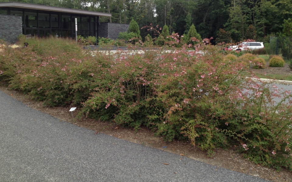 Abelia grand ‘Edward Goucher’_1091