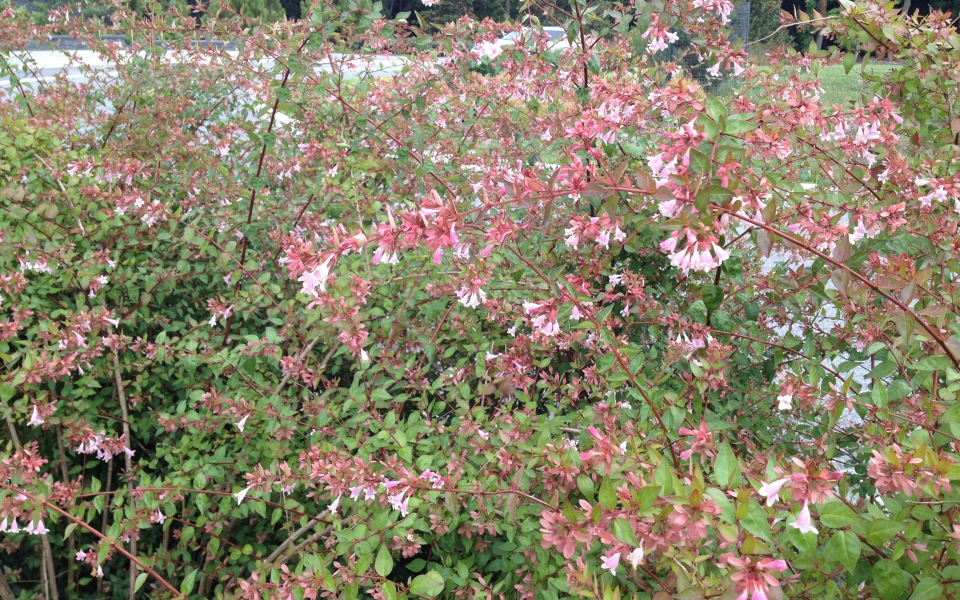 Abelia grand ‘Edward Goucher’_1092