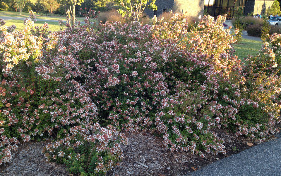 Abelia grand ‘Rose Creek’_0213