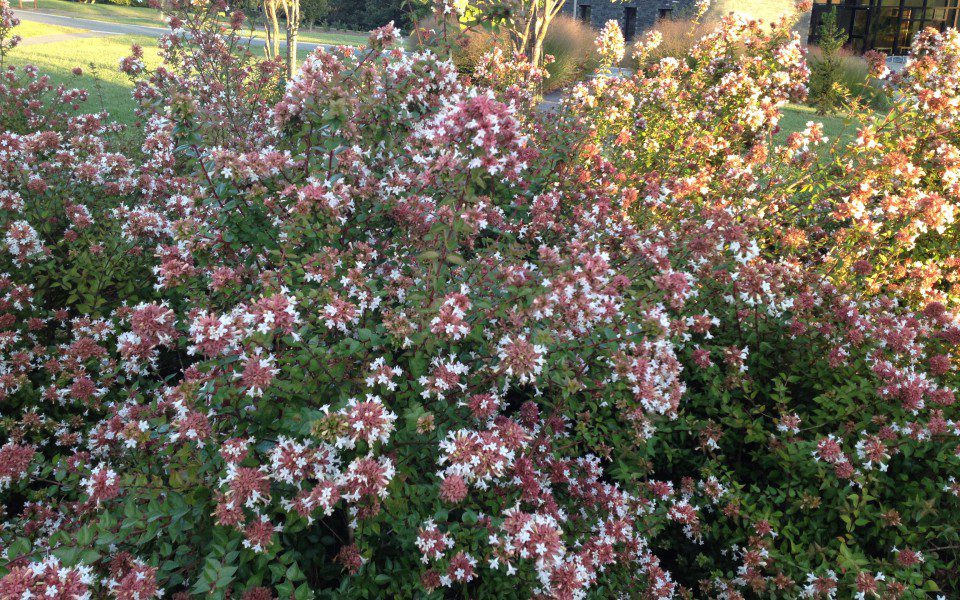 Abelia grand ‘Rose Creek’_0214