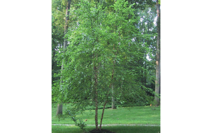 Betula nigra_3788