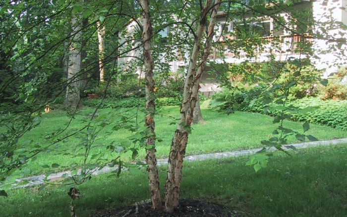 Betula nigra_3789