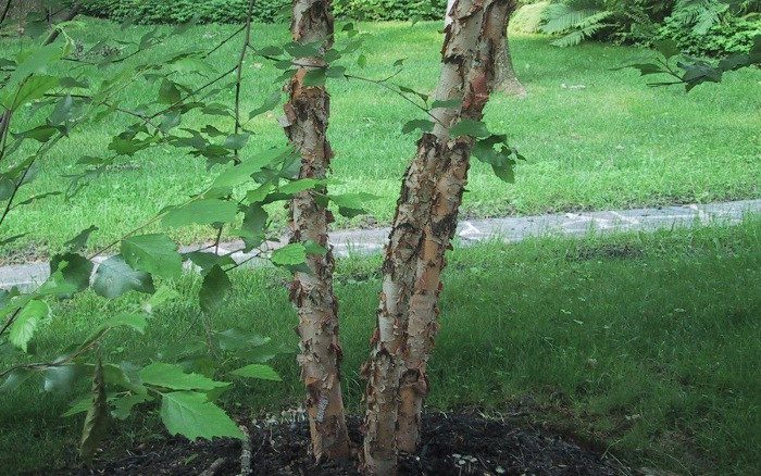 Betula nigra_3790