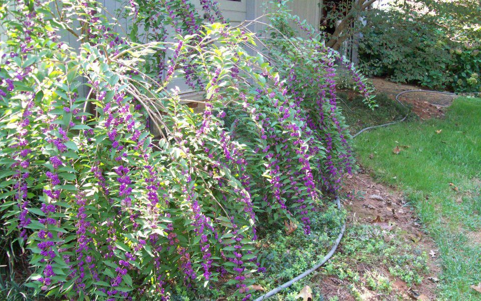 Callicarpa_1721