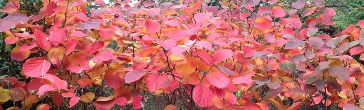November Timely Tips