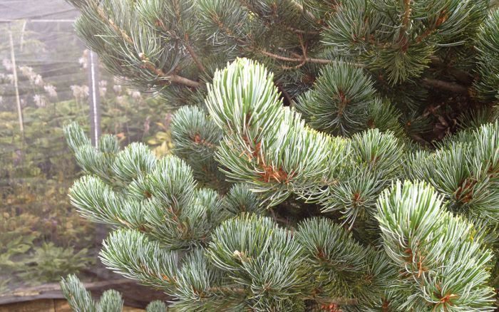 Pinus par ‘Glauca Baldwins’_1191
