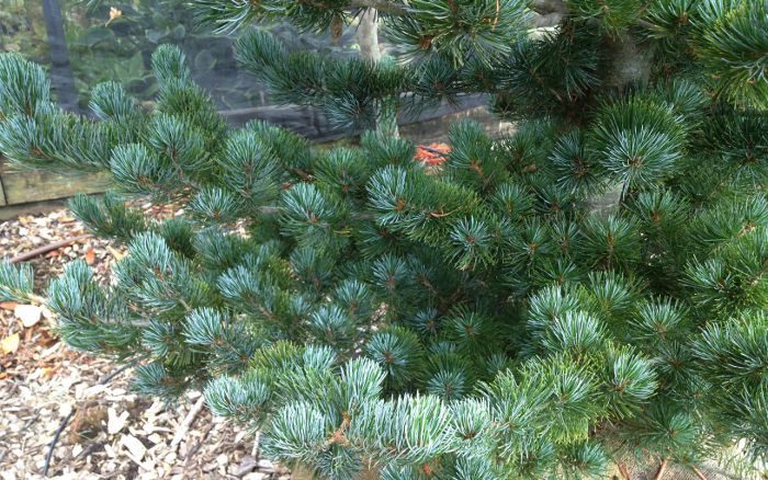 Pinus par ‘Glauca Baldwins’_1192