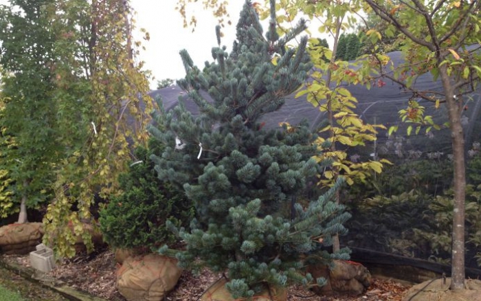 Pinus parviflora ‘Glauca Baldwins’_1189