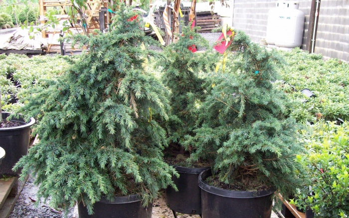Cedrus deodora ‘Prostrata Beauty'