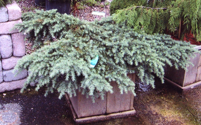 Cedrus deodora ‘Prostrata’