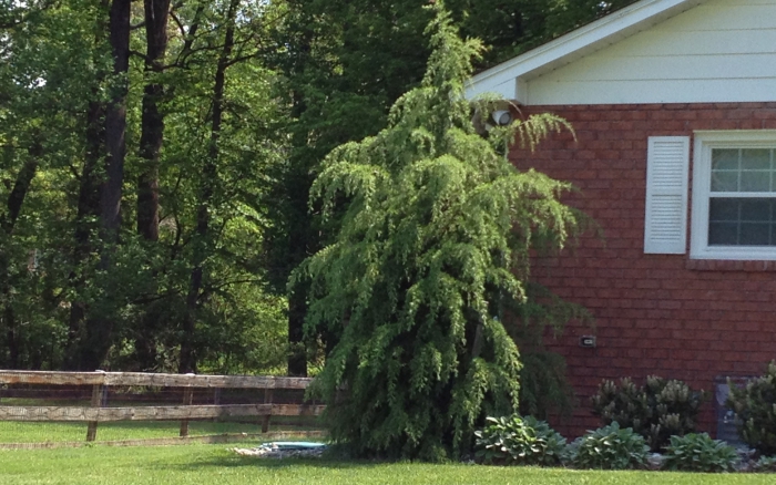 Cedrus deodora
