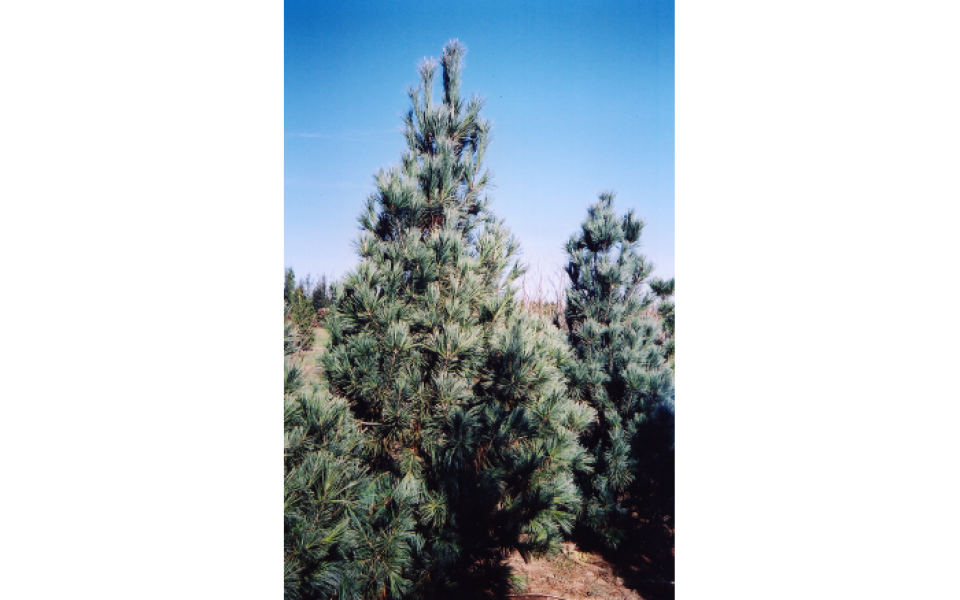 pinus flex. _vanderwolf pyr