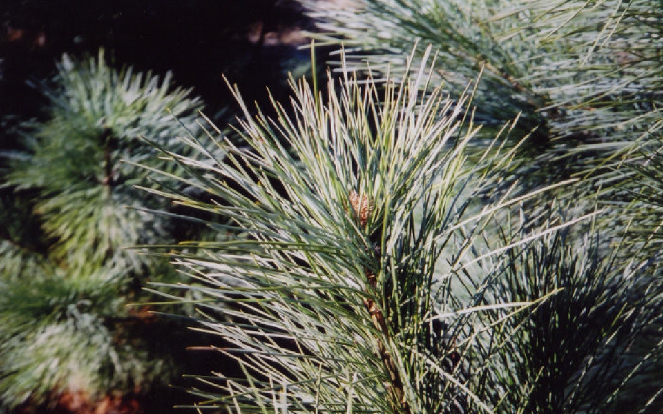 pinus flex. _vanderwolf pyr.