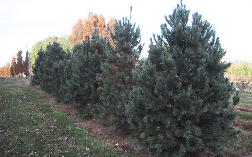 pinus flex._3467a