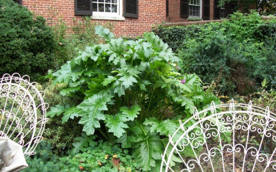 130805327-acanthus mollis_4033