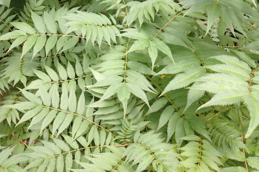 Sorbaria sor. ‘Sem’_0994 [1485740]