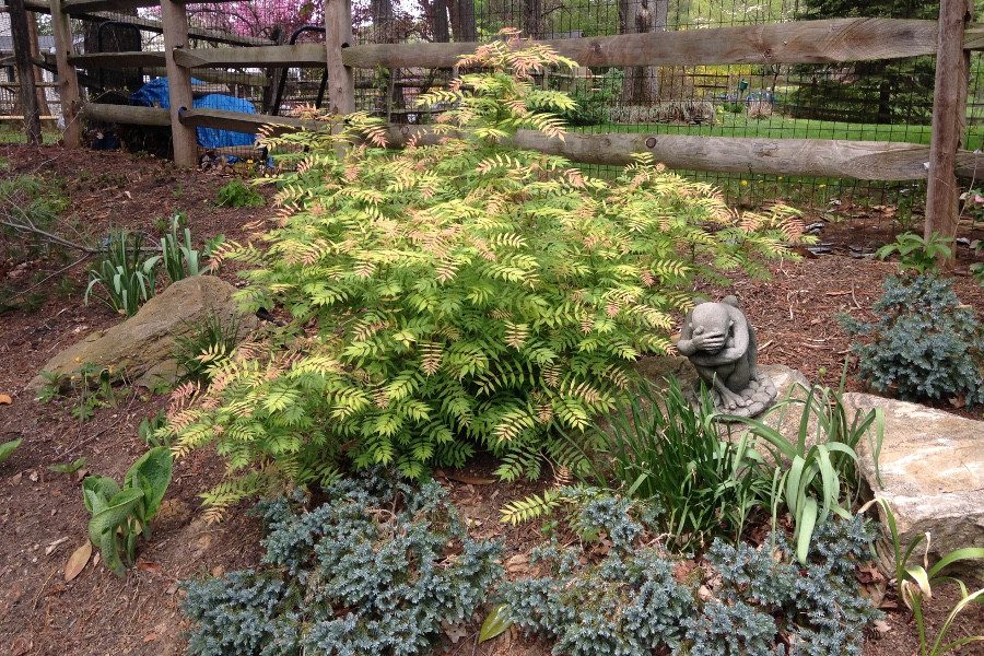 Sorbaria sorbifolia ‘Sem’_3879 [1495294]