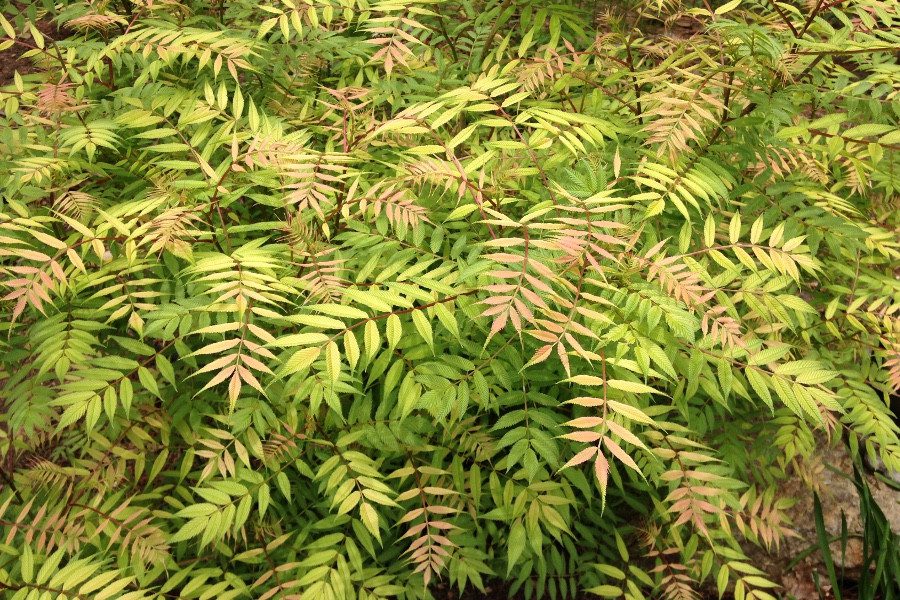 Sorbaria sorbifolia ‘Sem’_3880 [1485743]