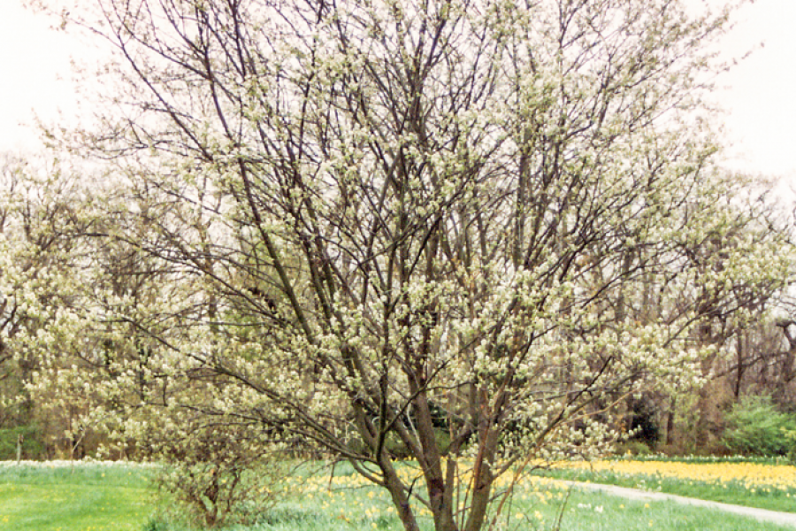Amelanchier-arborea_001_v2